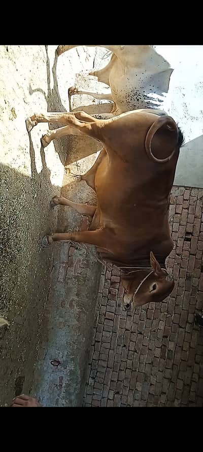 Sahiwal wacha for qurbani