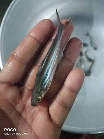 shark fish