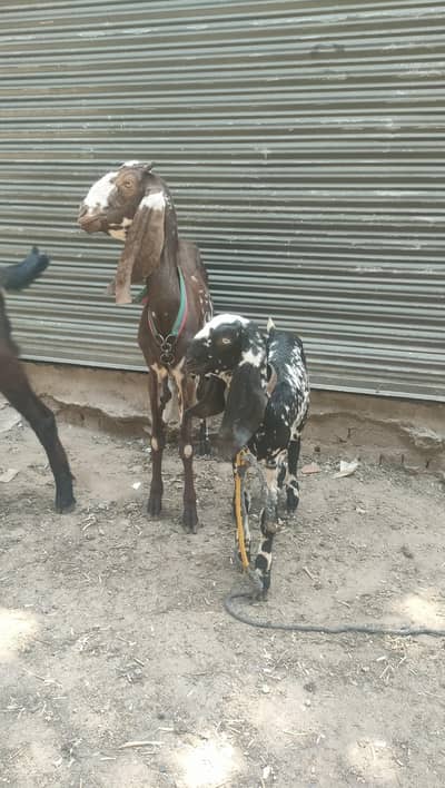 bakri