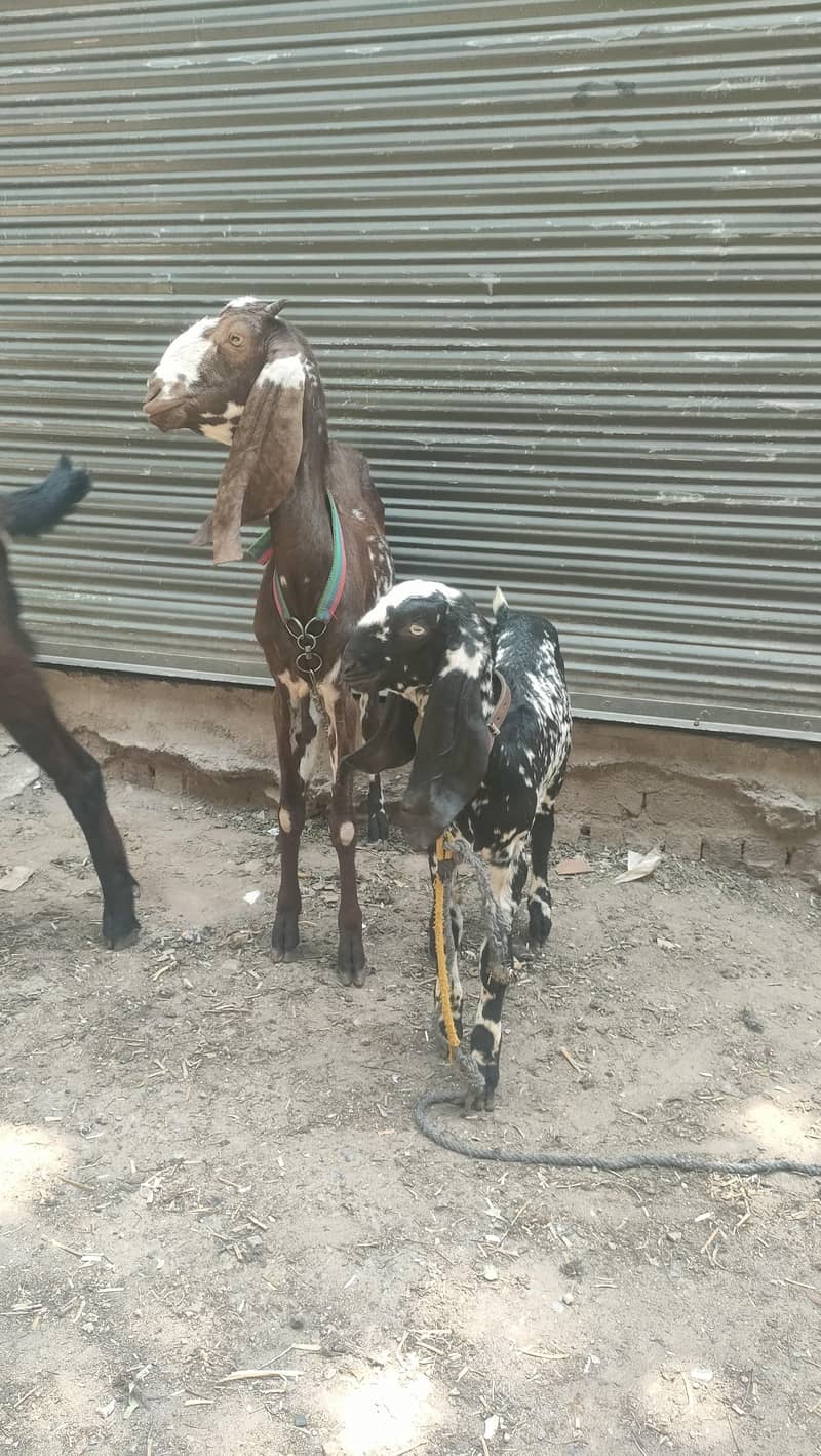 bakri 0