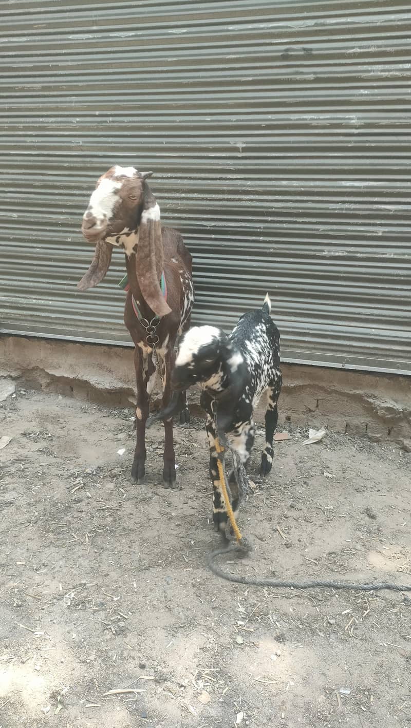 bakri 1