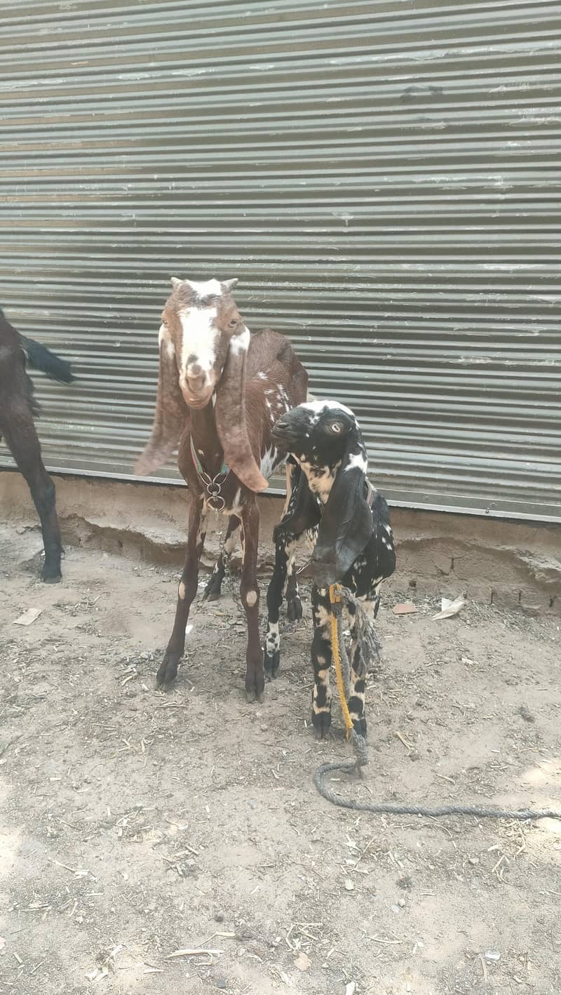 bakri 2