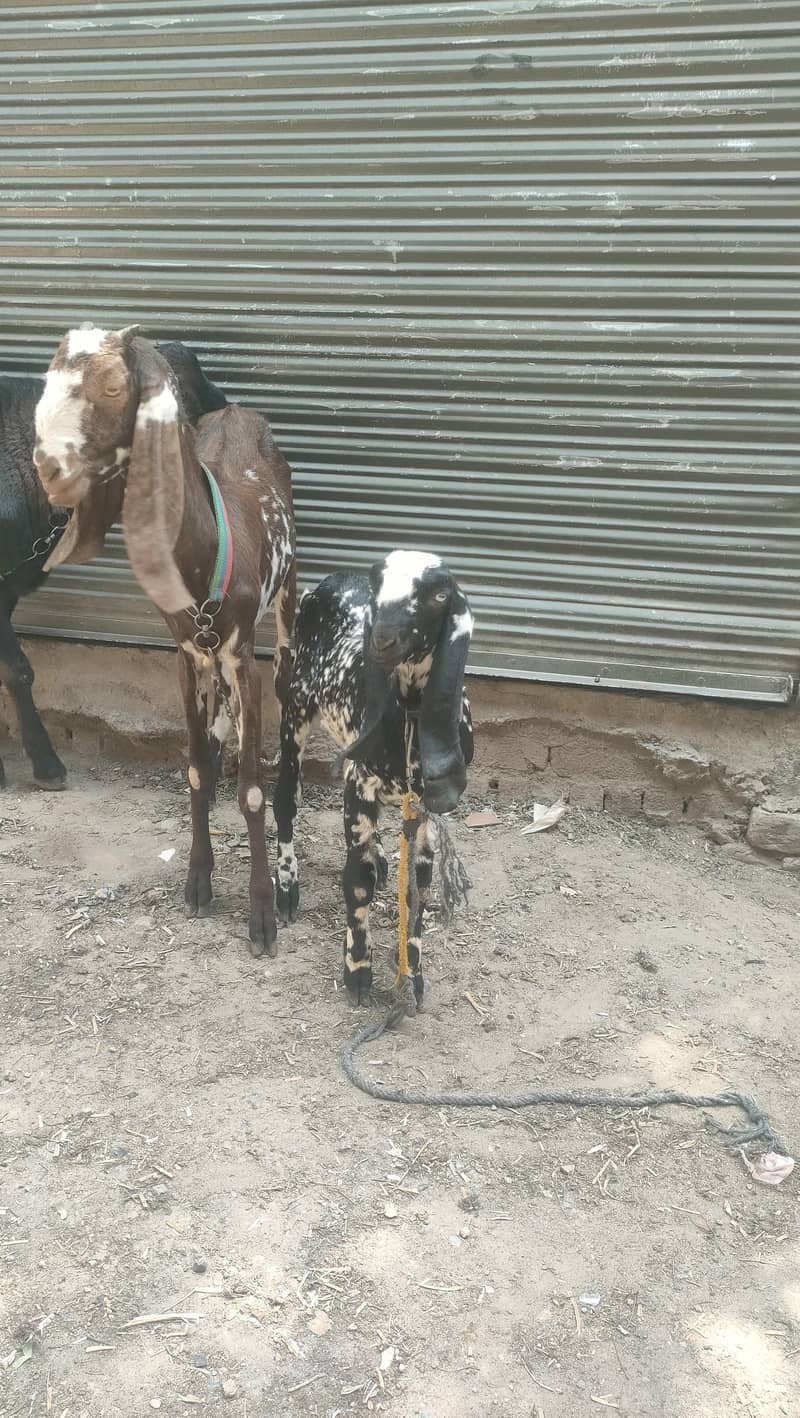 bakri 3