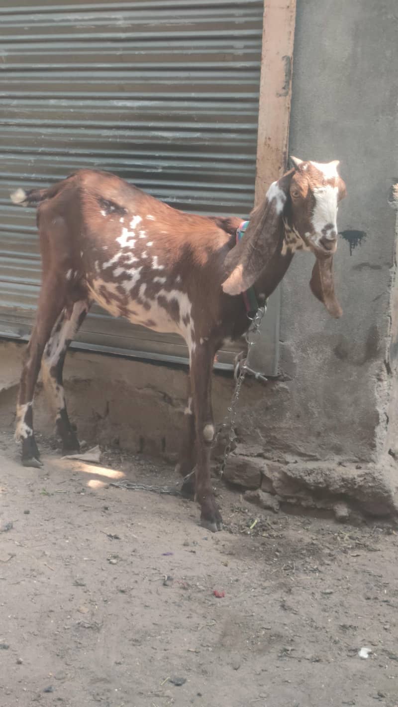 bakri 4