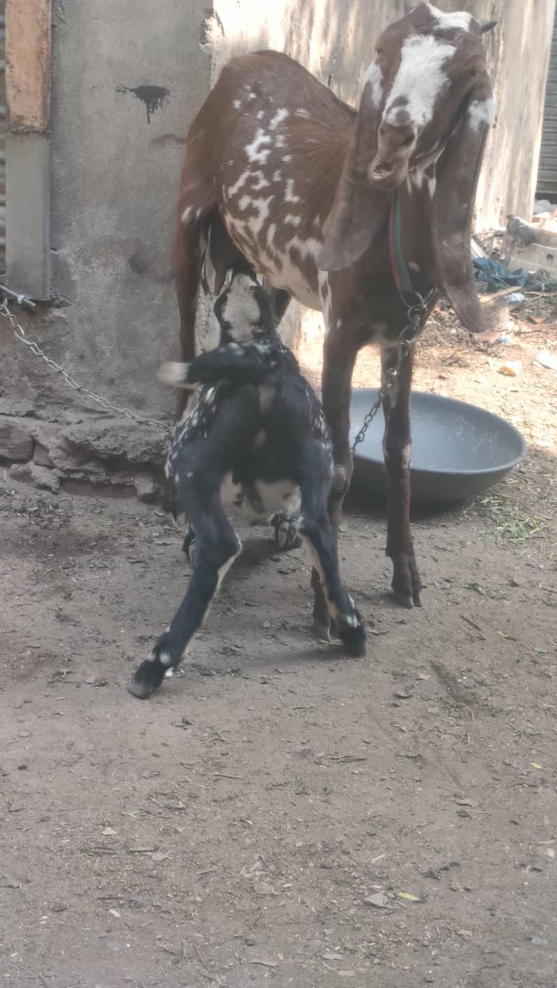 bakri 5