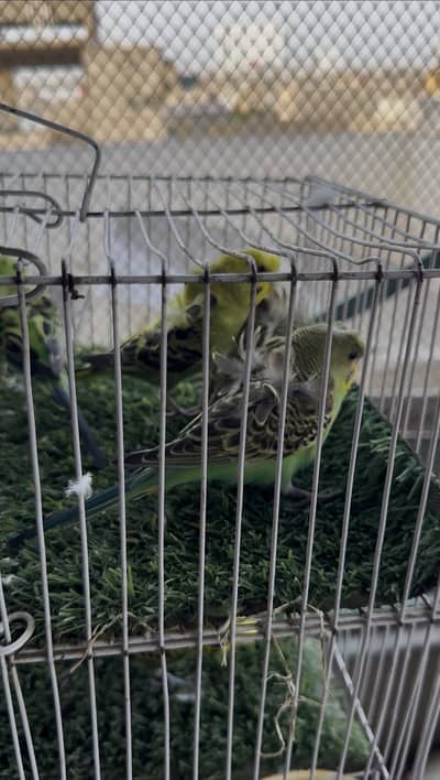 Hogoromo Budgies Available