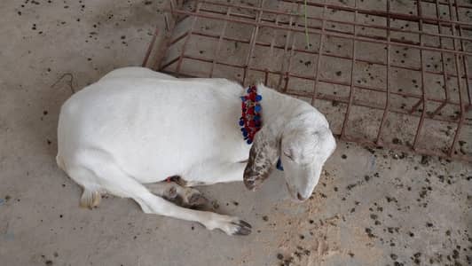 khassis jori for sale