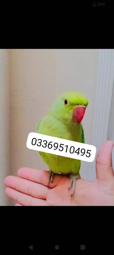 Green ringneck parrot handtame chick