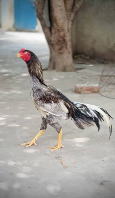 Aseel sawa for sale