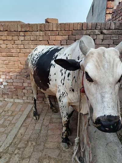 wacha/ katA/ vera /bull  / qurbani bull/