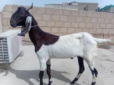 khassi bakra 2 dant