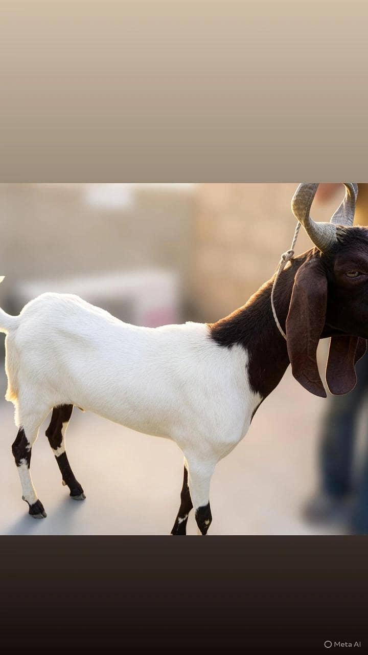 khassi bakra 2 dant 1