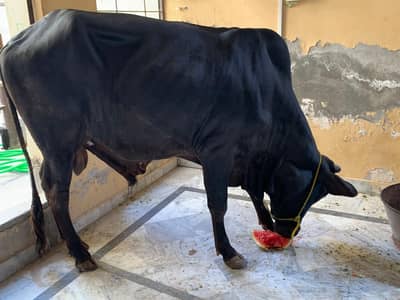 Sahiwali Bull /desi Bachra /donda wacha|Qurbani 2026 /home breed bulls