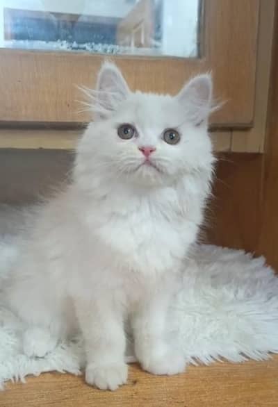 persian female kitten/punch face /triple coat