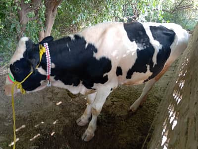 Pure ablakh bachra(bull)