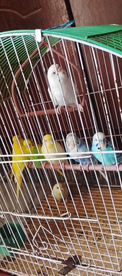 3pair and 1 female with cage