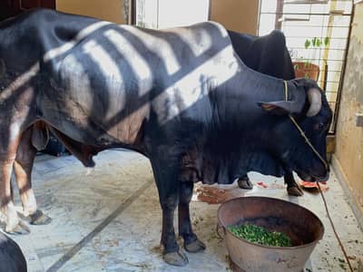 Sahiwali Bull /desi Bachra /donda wacha|Qurbani 2026 /home breed bulls