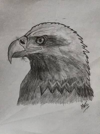 sketch of a  eagle