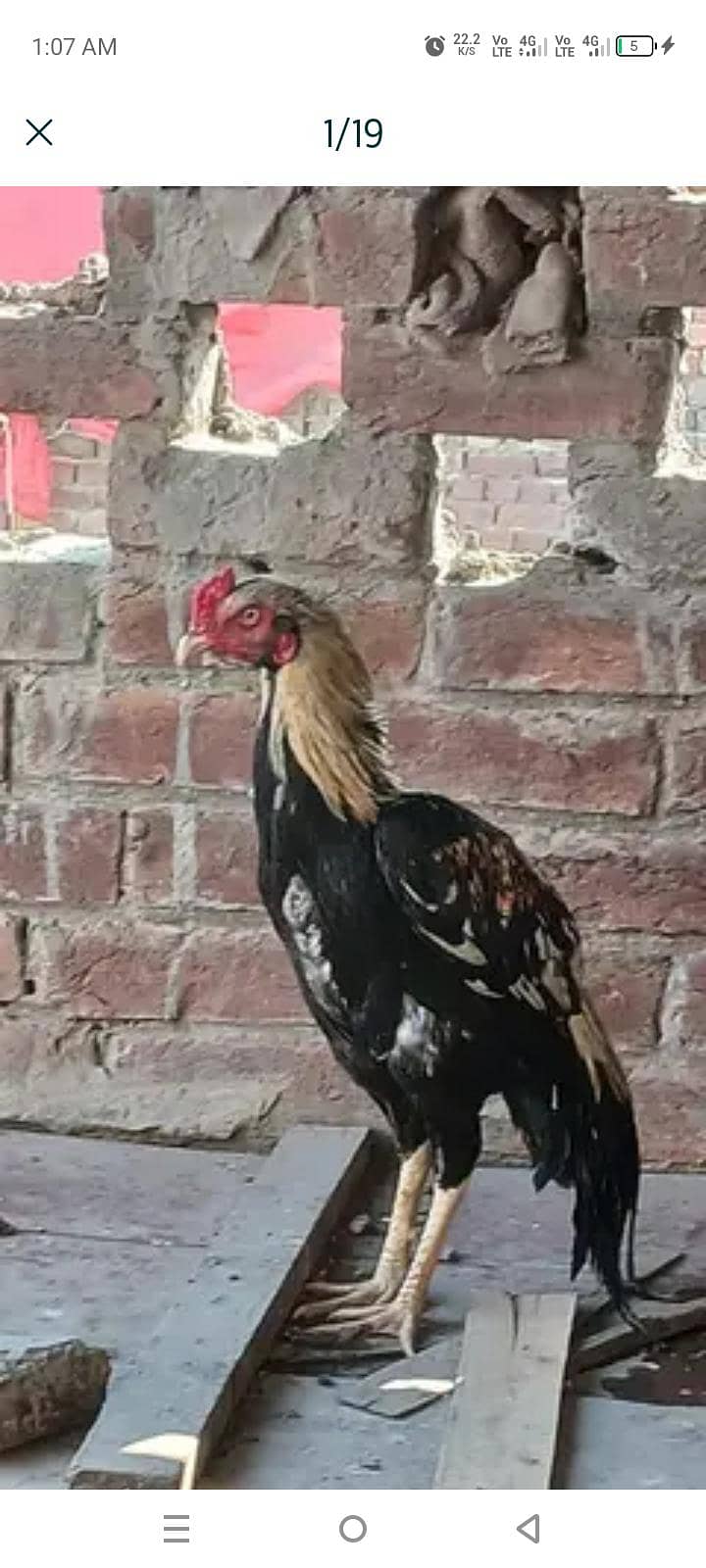 chicks 2