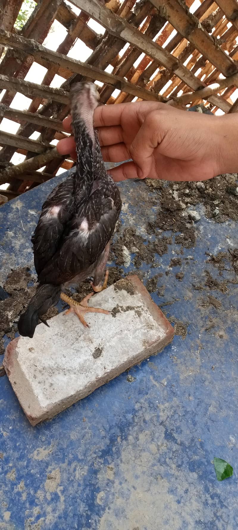chicks 5