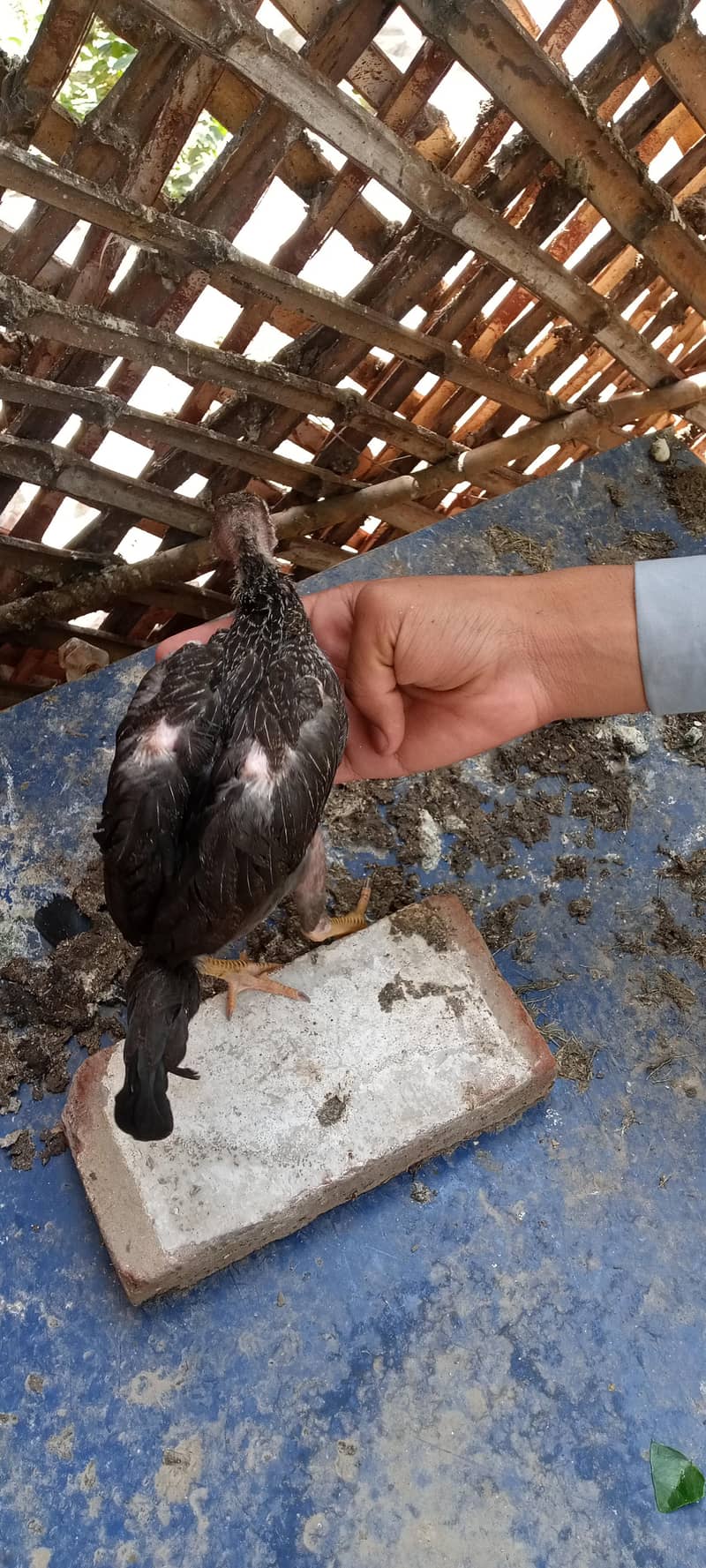 chicks 6