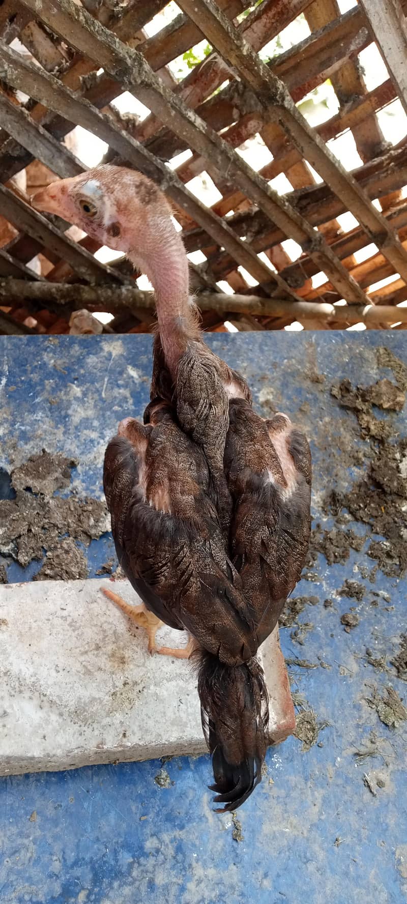 chicks 7