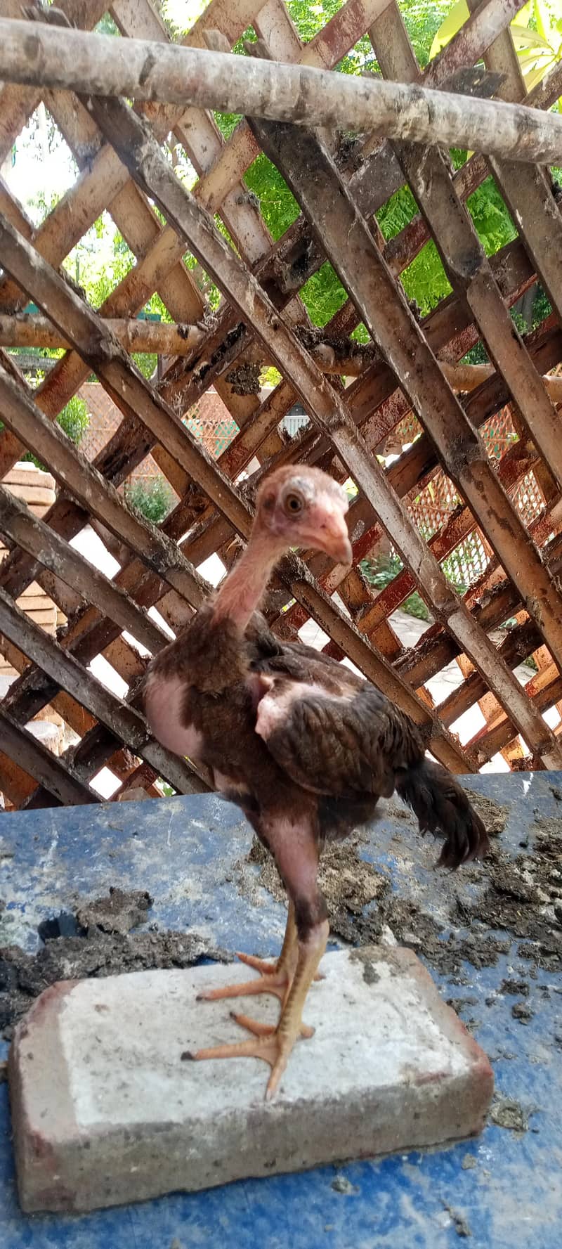 chicks 8