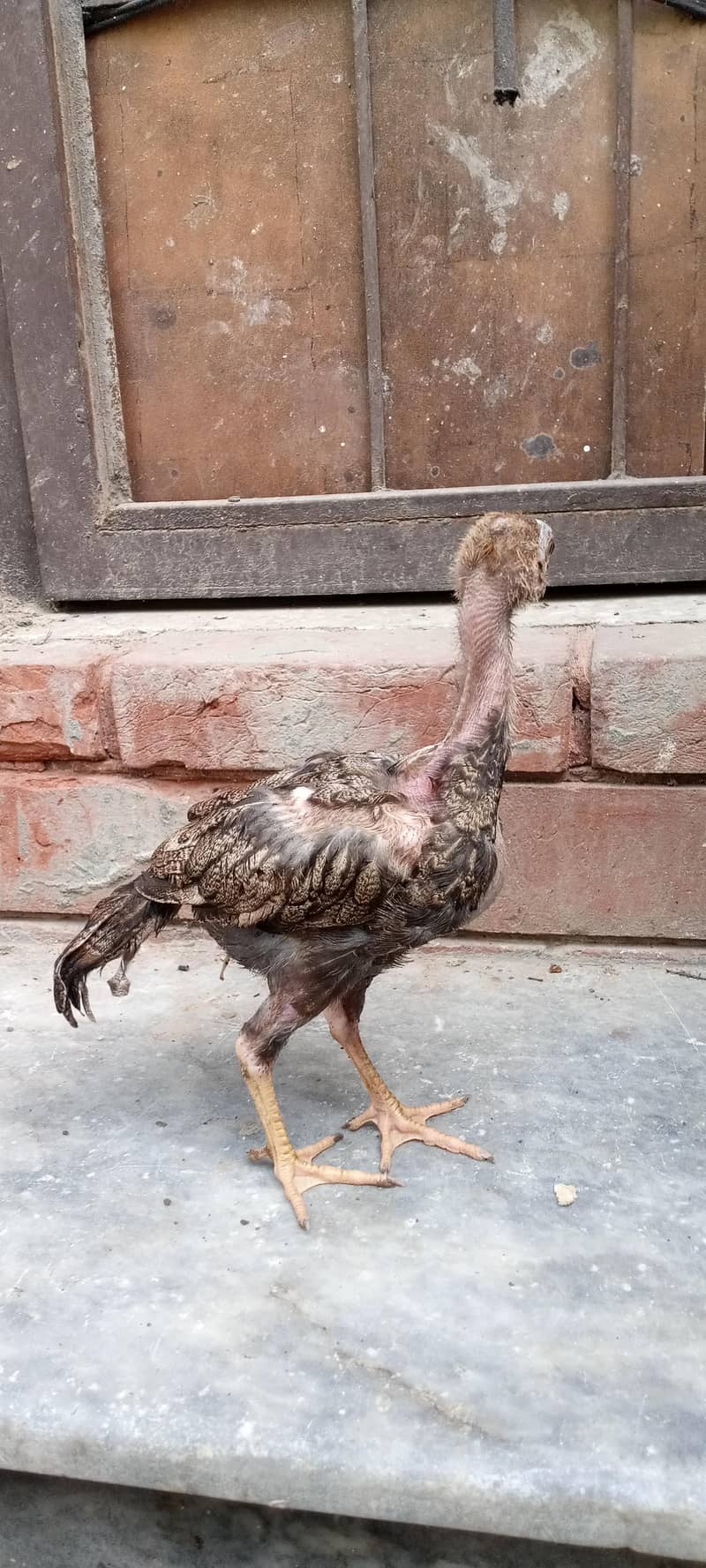chicks 9