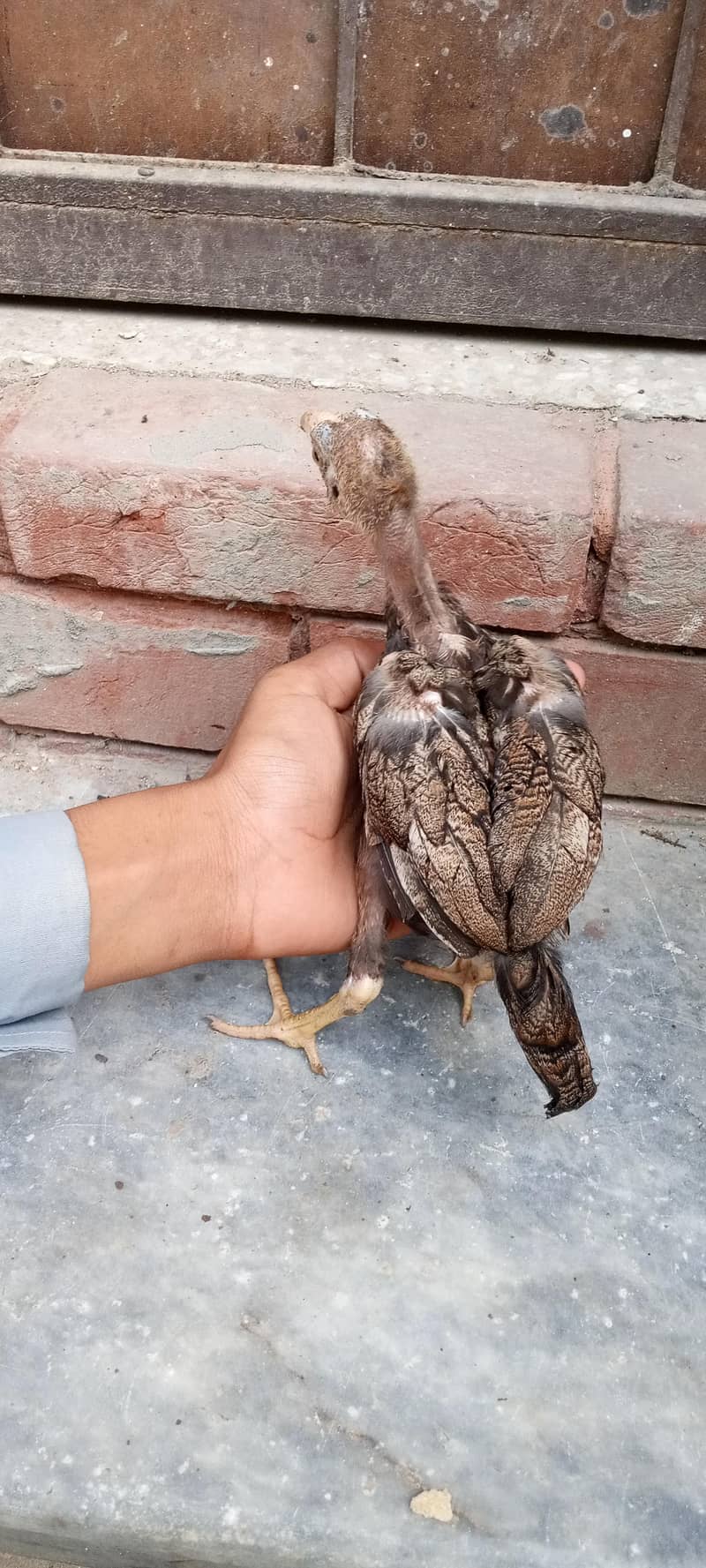 chicks 10