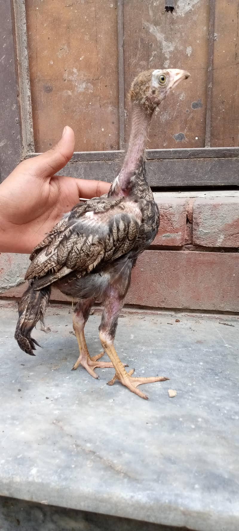 chicks 11