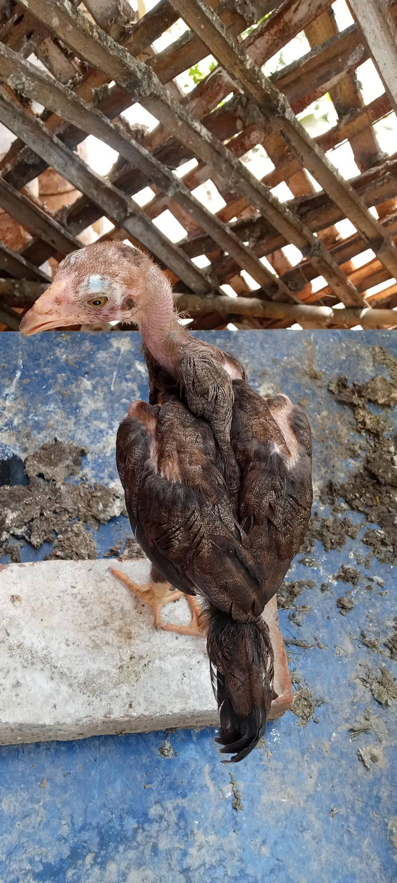chicks 12