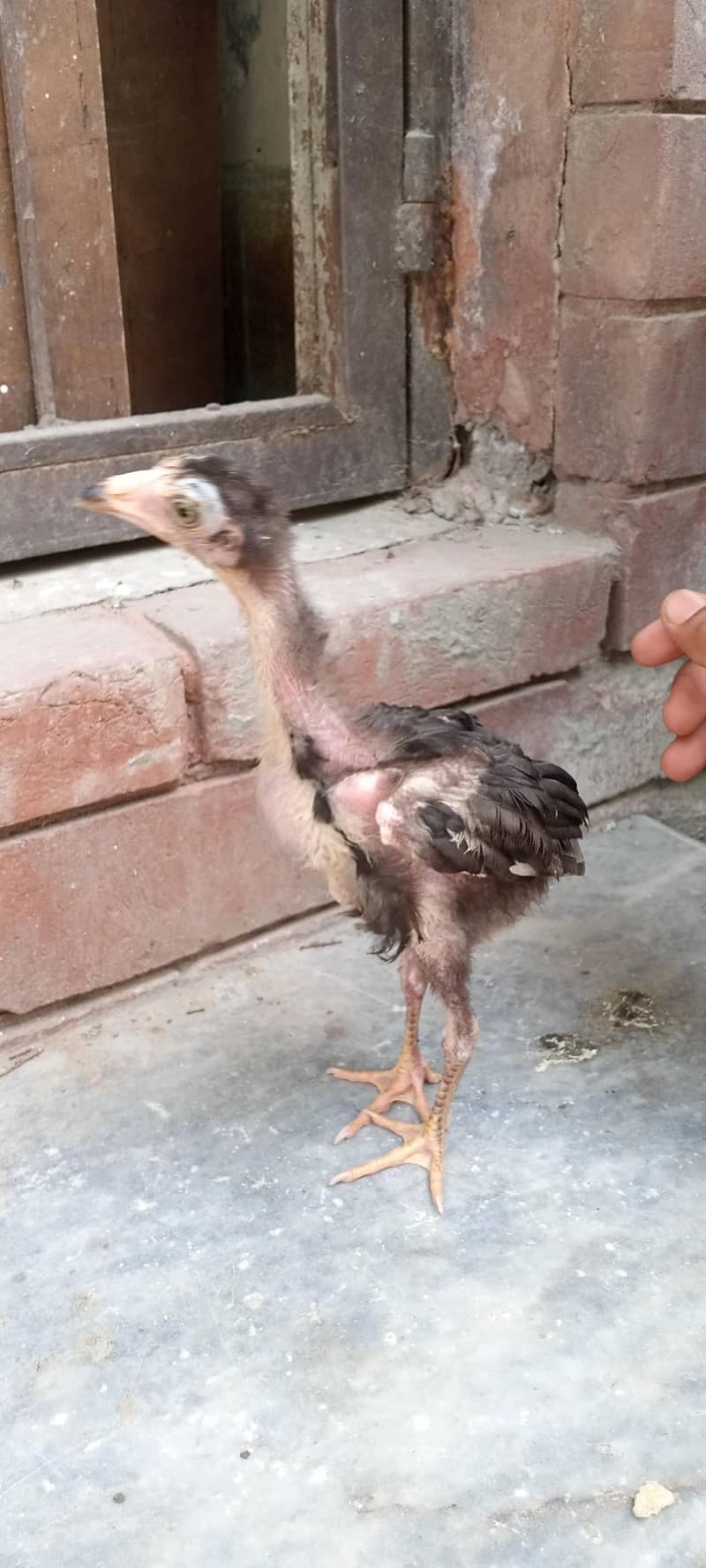 chicks 13