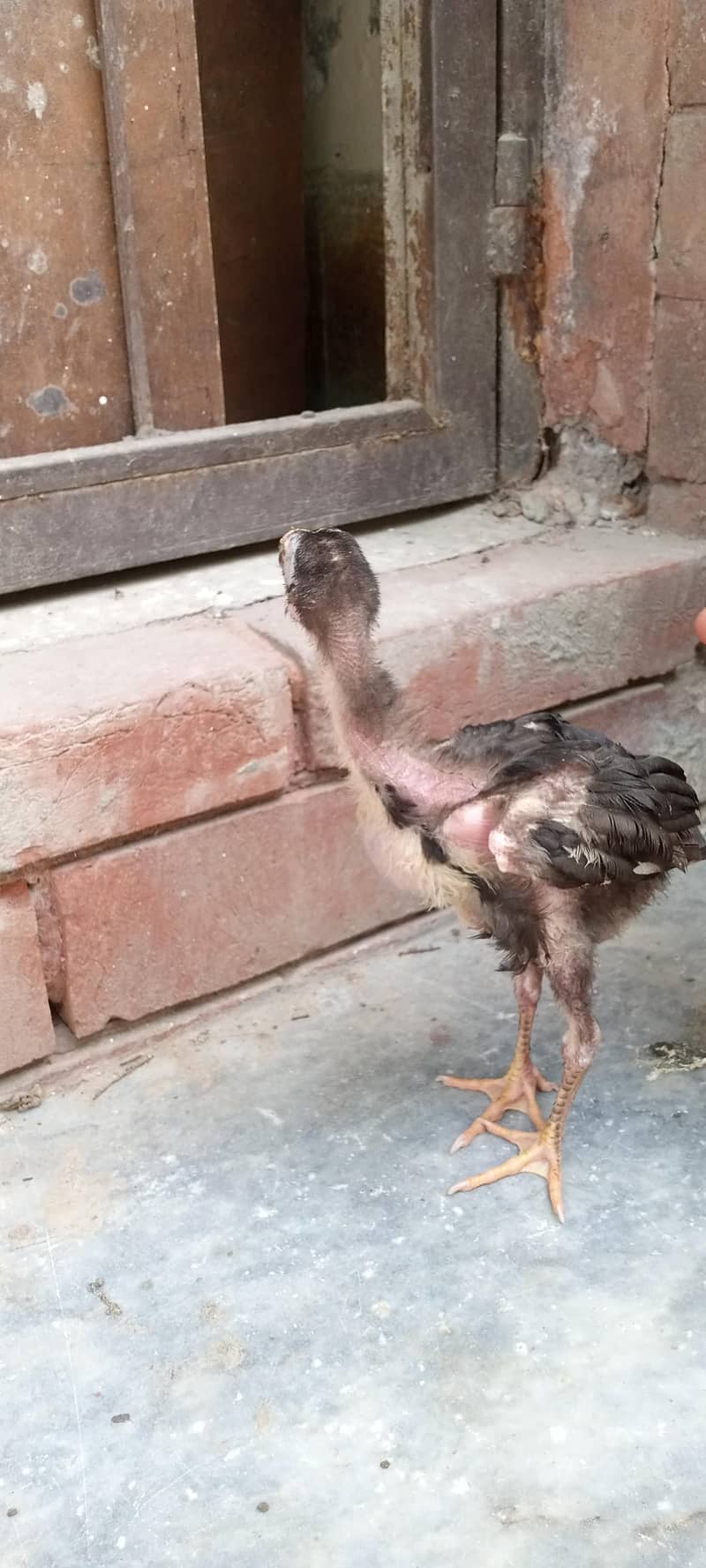 chicks 14