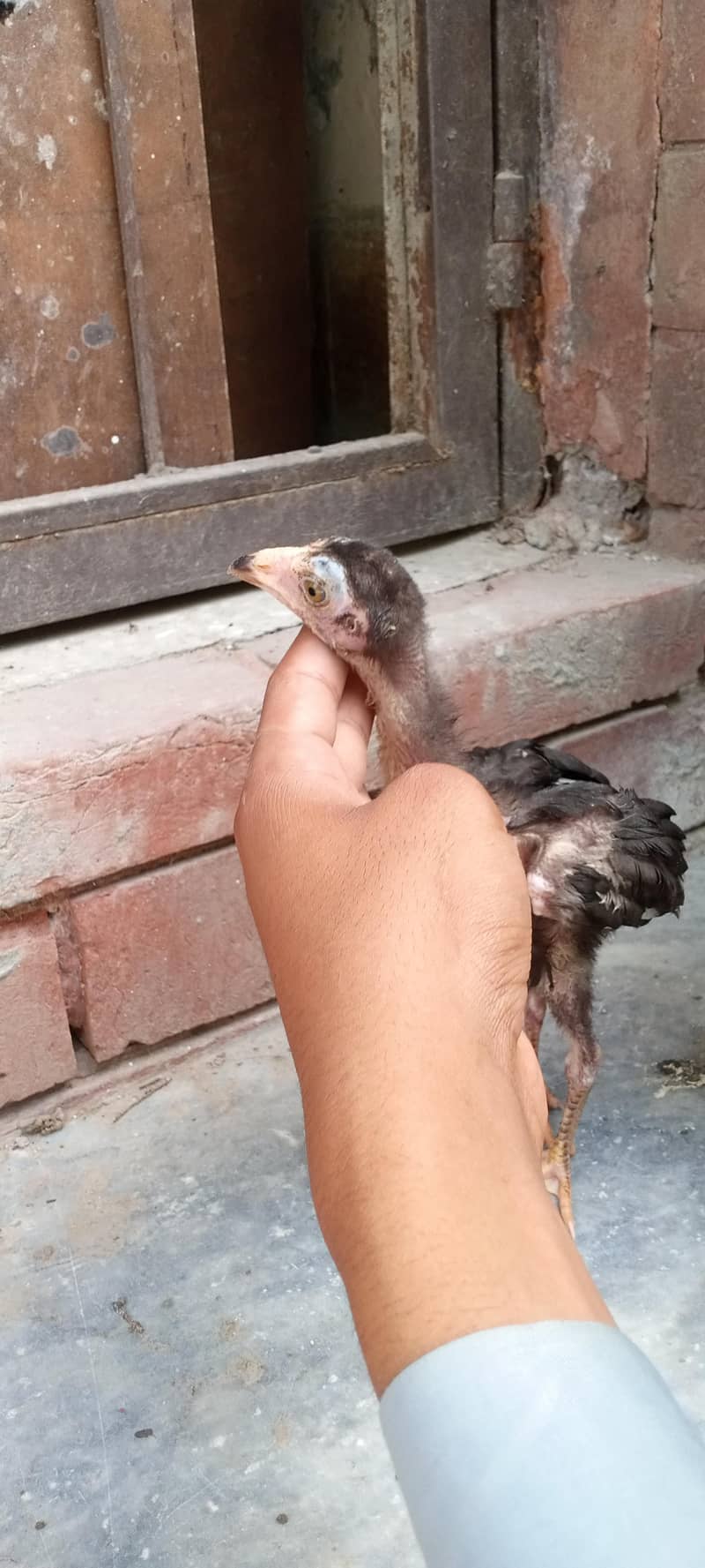 chicks 15