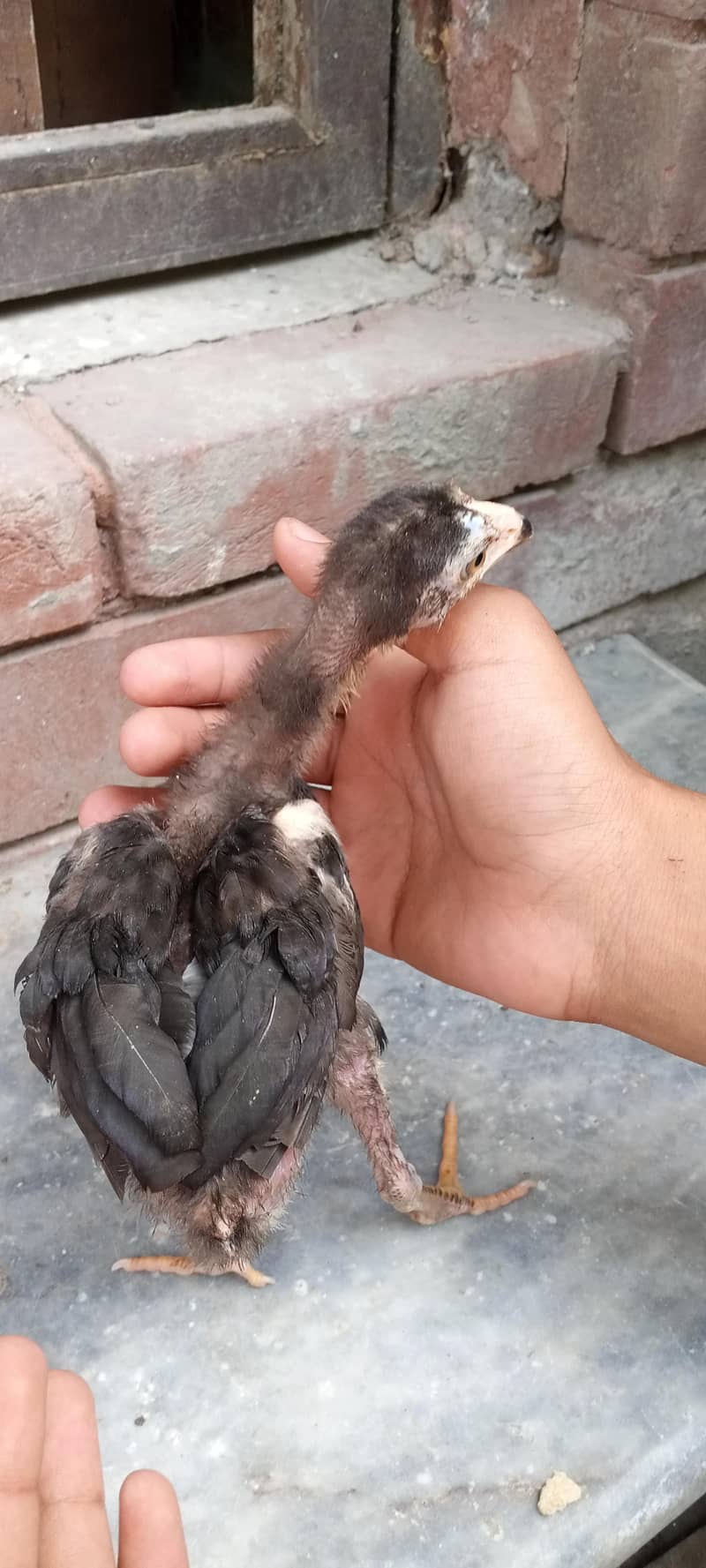 chicks 16