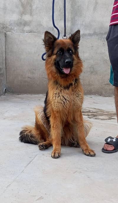 breeder female