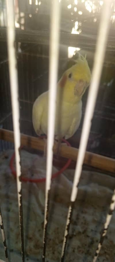 beautiful talking parrots for sale