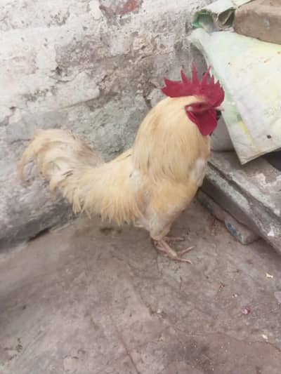 White Hen for sale