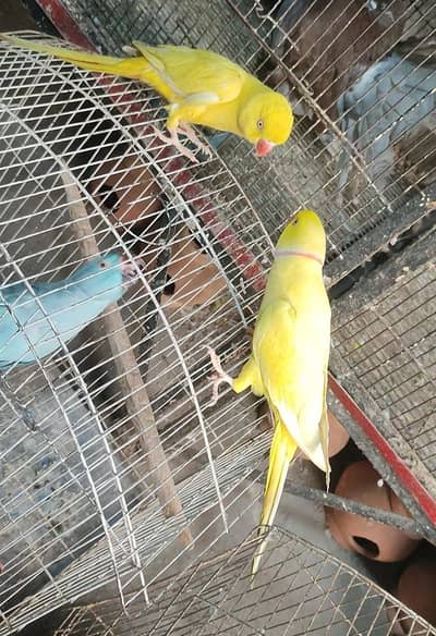 Yellow Ringneck pair
