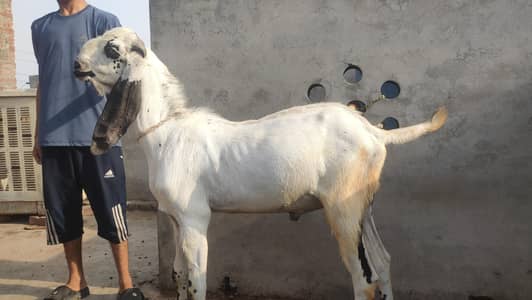 dondy bakry for sale 03244145082