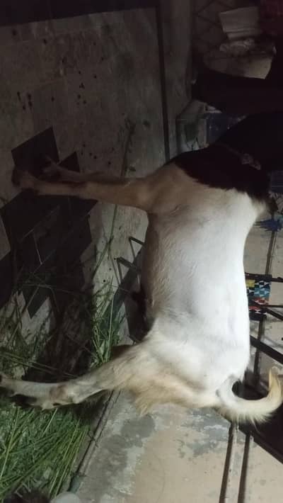 Andu Bakra 2 Dant