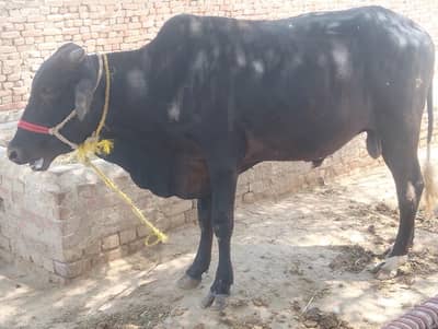 Bull for qurbani urgent sale