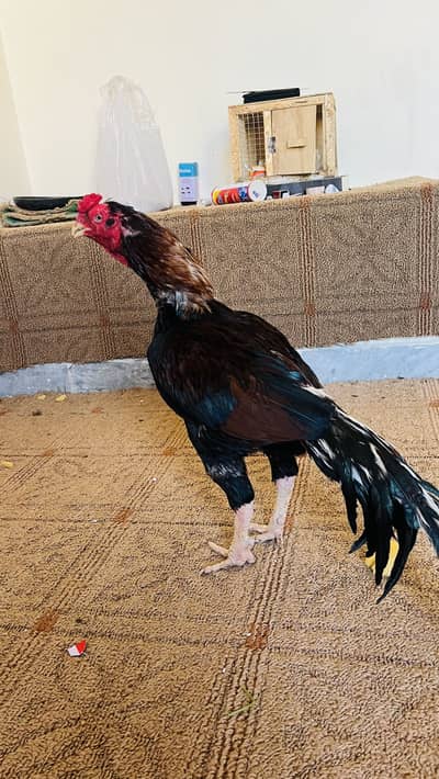 Pure Aseel murgh