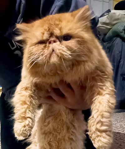 Persian pecki face male cat