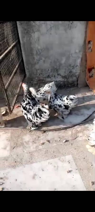molted bantam chicks