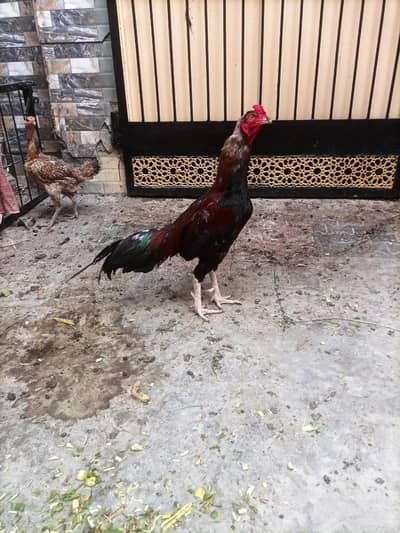hens and aseel breeds