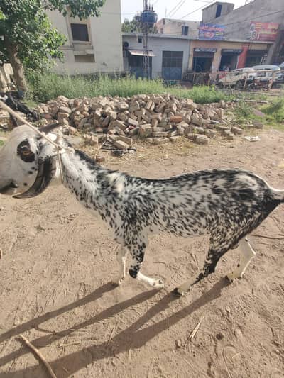 maakichini for sale