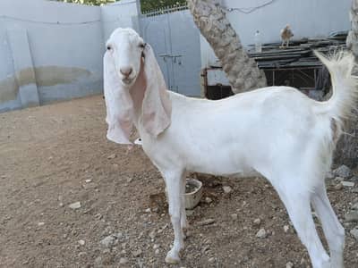 gulabi Rajanpuri patt bakri