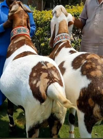 bakra ksai bull ksai Available for 1 day 2 day 3 day  responsible