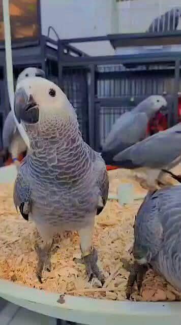 African grey parrot only WhatsApp 03359075409